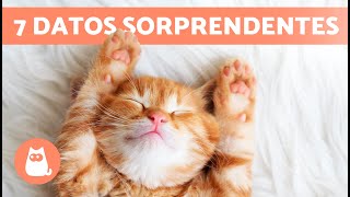 7 CURIOSIDADES sobre los GATOS NARANJAS 🐱🧡 [upl. by Anneh]