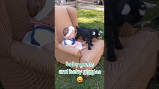 Baby goats and baby giggles So cute Goat baby  Pets Animals [upl. by Attelra]