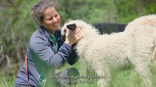 Klein genügsam und flauschig – die Walliser Schwarznasenschafe [upl. by Brion]