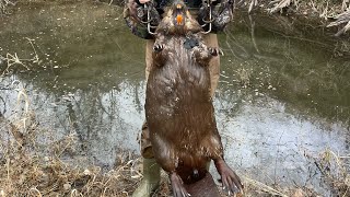 Trapping Series Part 3 Almost A State Record Beaver hunting outdoors trapper [upl. by Darbie]