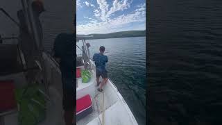 Terry gaffs a striper shorts viral fyp striper fishing gaff [upl. by Brower115]