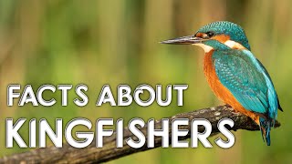 Facts about the British kingfisher  photographs and video [upl. by Fredia]