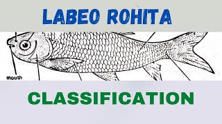 Labeo Rohita Classification CharacteristicsCrack Fisheries Exam Jkssb [upl. by Ric]