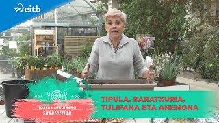 Azaroan landatu beharrekoak tipula baratxuria tulipana eta anemona [upl. by Ahseer874]