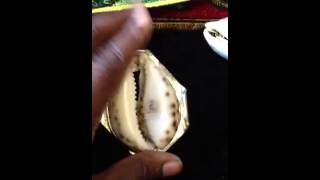 Cowrie Shell Jewelry [upl. by Henryetta]