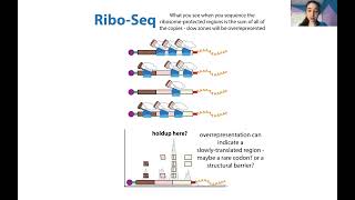 Ribosome footprinting aka profiling aka Riboseq amp polysome profiling  an overview amp comparison [upl. by Muriel]