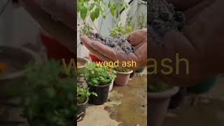 Mirchi plant care tips chillies chillies agriculture tipsandtricks garden terracegarden [upl. by Howarth576]