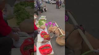 dog listens to the stall owner’s recommendation to buy persimmons狗狗聽攤主推薦買柿子 [upl. by Krik]