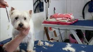 HOW TO DO A WEST HIGHLAND WHITE TERRIER [upl. by Lemert]