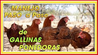 MANEJO de GALLINAS PONEDORAS PASO a paso ǀ Ing Jannin Hernández Blandón [upl. by Dougy]