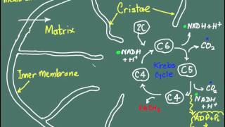 IB BiologyAerobic RespirationKrebs Cycle and Chemiosmosis [upl. by Natsreik]