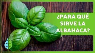 BENEFICIOS de la ALBAHACA 🌱 Propiedades Medicinales y Usos Culinarios [upl. by Yojal492]