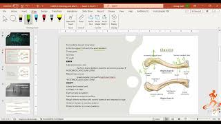 CLAVICLE osteology and myology  CLAVICLE ANATOMY [upl. by Down113]