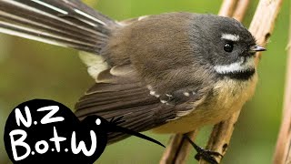 Fantail  New Zealand Bird of the Week [upl. by Myrtie]