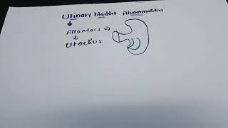 Urogenital system development  part 9 Allantois amp Urachus [upl. by Manvil609]