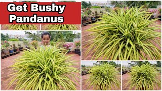 Pandanus Complete Plant Care  Best Indoor amp Outdoor Plant  പന്റാനസ് ചെടിയുടെ പരിപാലനം [upl. by Nolrev]