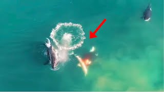 Footage Captures Killer Whales Eating Great White Shark Sharks vs Orcas [upl. by Corny140]