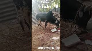 🥰🐄🐮👀🙈🙈 Sales for Trichy Lalgudi9003878832 song [upl. by Arsi897]