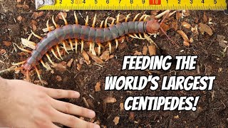 GIANT CENTIPEDE PET FEEDING Scolopendra gigantea [upl. by Eixel]