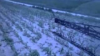 RR Corn Crop Spraying Wilmar 765 Sprayer [upl. by Abbey]