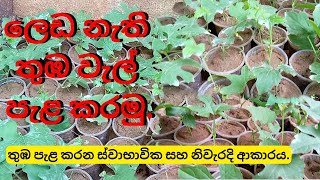 තුඹකරවිල වැල් පැල කිරීම  How To Planting Of Thuba Karawila  තුබකරවිල  තුබ කරවිල වගාව  Thuba [upl. by Ihana137]