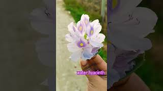 water hyacinth plant🪻plantgrowth villagelife waterhyacinth minivlog [upl. by Lesya164]