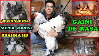 ❗Crescătorie de găini Brahma și Cochinchina Uriaș❗Păsări superbe 🐔🐓 gospodăriaAbonatului [upl. by Aitnas912]