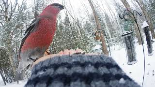 Pine Grosbeak Feb212019 [upl. by Yrojram]