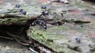 Fourmis Noires Lasius fuliginosus [upl. by Trina]