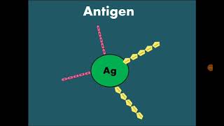 Immunity 3 Antigen مولد المضاد [upl. by Enimassej185]