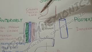 EPIPLOIC FORAMENmbbs mnemonics [upl. by Steffie]