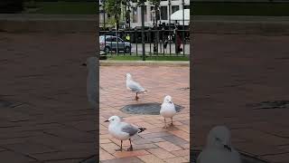 Redbilled gull travel newzealand [upl. by Aliekat]