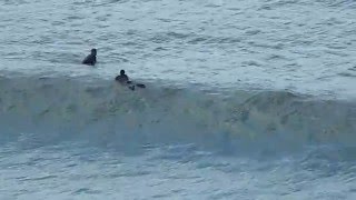 Surfing 4 in Widemouth Bay near Bude Cornwall England UK [upl. by Adnohsek]