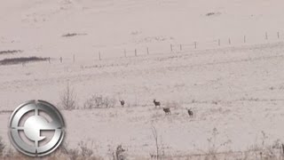 Alberta Mule Deer Hunt with the Gunwerks 7LRM [upl. by Clair]