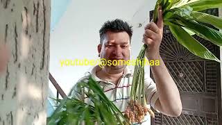 difference between ginger n turmeric plants अदरख पौधे और हल्दी पौधे में फर्क [upl. by Ydnat110]