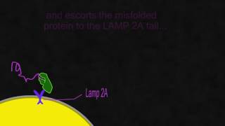 Chaperone mediated autophagy [upl. by Moersch]