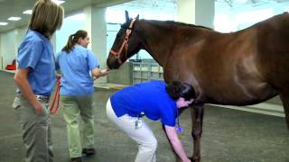 Equine Hospital Tour at the University of Tennessee Veterinary Medical Center [upl. by Noryk944]