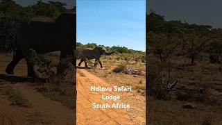 Ndlovu Safari Lodge Affordable Luxury in Big 5 Territory  South Africa Safari [upl. by Isaacson]