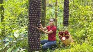 How to harvest RED mangosteen and sell it at the market  Harvesting and cooking [upl. by Hebel]