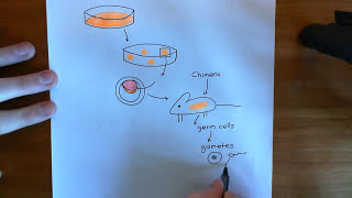 The CRISPRCas9 System Part 4 [upl. by Enelyad]