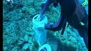 Hand collecting Wrasse Unicorns and Lemonpeels in the Coral Sea [upl. by Anits]