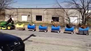 Hilarious Dog Train Fun For Kids to Watch in Fort Worth [upl. by Oisinoid108]