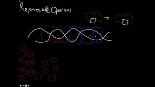 Repressible and Inducible Operons [upl. by Foley153]