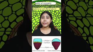 Description Of Radial And Conjoint Vascular Bundle  Biology  Class11  Adhyayanta [upl. by Ueik127]