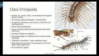 Class Chilopoda and Class DiplopodaPhylum Arthropoda description in malayalam [upl. by Ednalrym315]