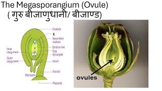 Sexual Reproduction in Flowering plants Lecture 4 Ovuleबीजाण्डClass12Target BoardNEET 2025 [upl. by Nofets]