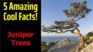 5 Fascinating Facts About Juniper Trees [upl. by Mihalco345]