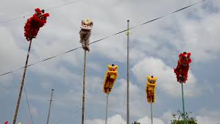 barongsaichinestradisionalhiburan GILAbarongsai panjat bambu [upl. by Pinelli]