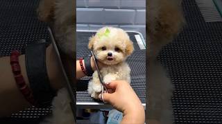 Çok tatlı Poodle 🥰🥰 cute doglover cutedoglover funny cat dogloverschannel dogs [upl. by Yecnahc286]