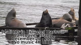 Sea Lions Barking in the Ucluelet Harbour Vancouver Island  Boxing Day December 26 2020 UHD 4K [upl. by Ynafetse42]